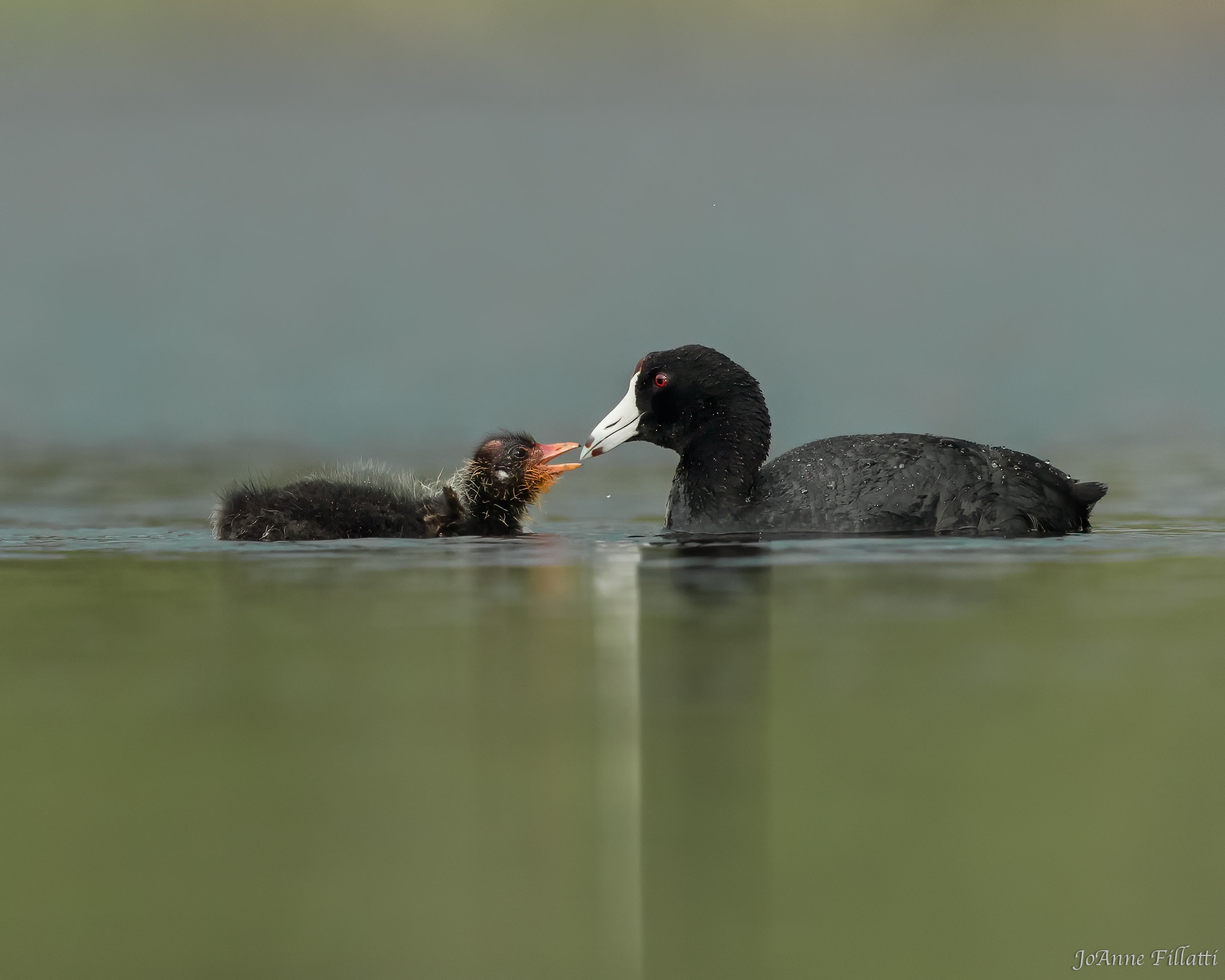 bird of british columbia image 29